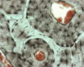 Adult human bone sequence osteocytes