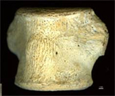 Small dinosaur tail vertebra