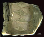Ichthyosaur bone sequence