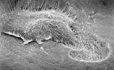 Image: Osteoclast