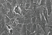 Rat osteoblasts