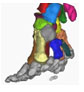 Elephant's sixth toe